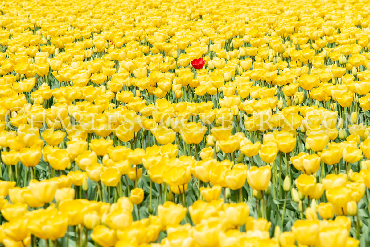 stand out from the crowd
